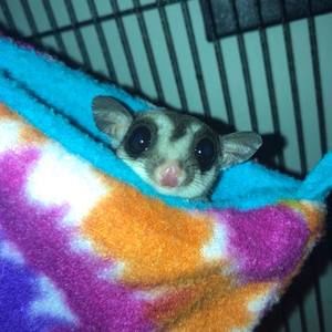 Meet your Posher, Lee